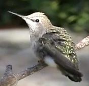 Fallen baby hummingbird rescued, nursed to health, and fed by mother hummingbird while being held by Peter Tommerup, Saratoga CA, June 2007.  